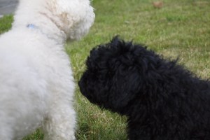 Ouzo sniffing Bailey